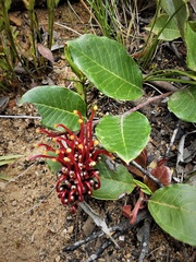 Grevillea laurifolia