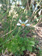Blumenbachia insignis