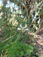 Blumenbachia insignis