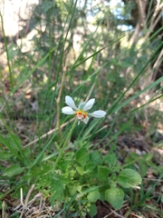 Blumenbachia insignis
