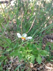 Blumenbachia insignis