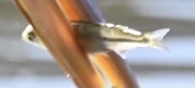 Atherinops affinis