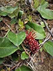 Grevillea laurifolia