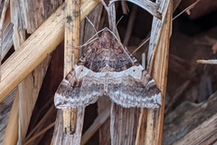 Antilurga alhambrata