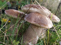 Leccinum duriusculum
