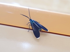 Uranophora terminalis