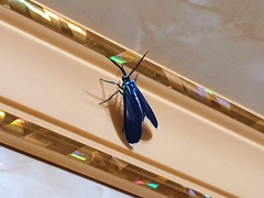 Uranophora terminalis