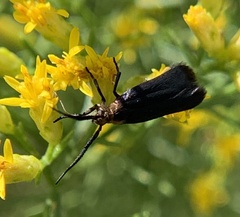 Acoloithus falsarius