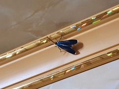 Uranophora terminalis