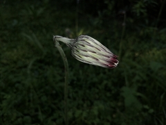 Angiospermae