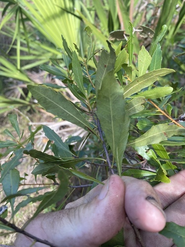 Myricaceae image