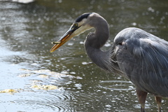 Atherinops affinis