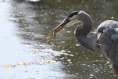 Atherinops affinis