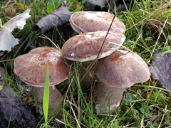 Leccinum duriusculum