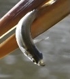Atherinops affinis