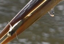 Atherinops affinis