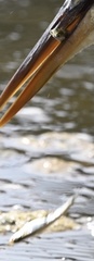 Atherinops affinis