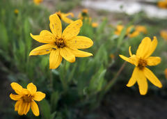 Perymenium buphthalmoides