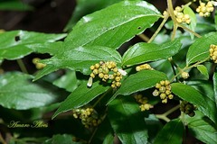 Varronia polycephala