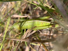 Floritettix aptera