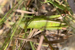 Floritettix aptera