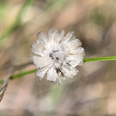 Syngonanthus flavidulus