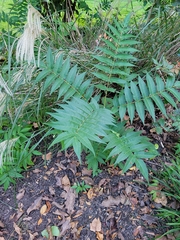 Ailanthus altissima