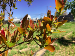 Terminalia australis