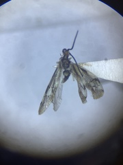 Climacia