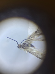 Climacia