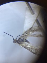 Climacia