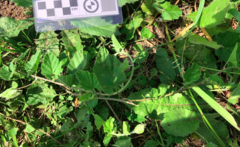 Convolvulus hermanniae