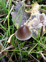 Mycena aetites