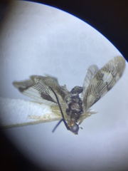 Climacia