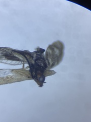 Climacia