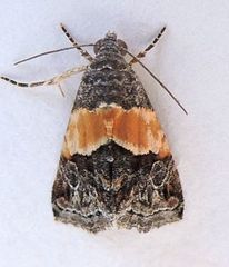 Tripudia balteata