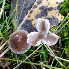 Mycena aetites