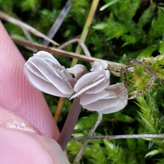 Mycena aetites