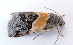 Tripudia balteata