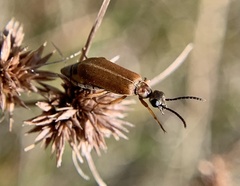 Epicauta batesii