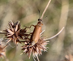 Epicauta batesii