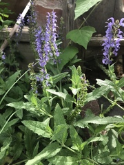 Salvia × sylvestris