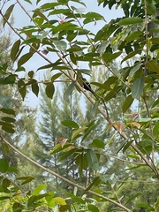 Nectarinia kilimensis