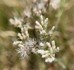 Eupatorium mohrii
