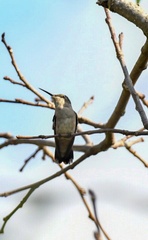 Archilochus colubris