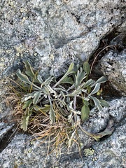 Jacobaea carniolica