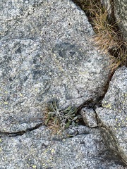 Jacobaea carniolica