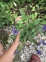 Salvia × sylvestris