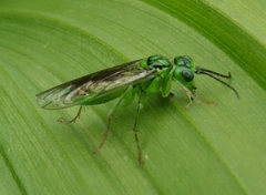 Tenthredo olivacea