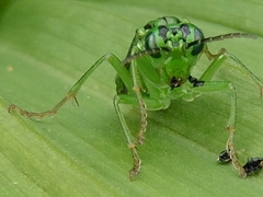 Tenthredo olivacea